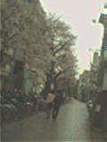 sakura